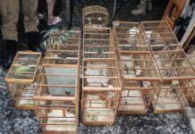 PF e PM Ambiental combatem o comércio ilegal de aves silvestres em SC