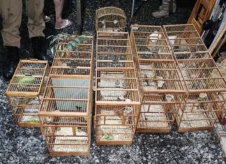 PF e PM Ambiental combatem o comércio ilegal de aves silvestres em SC