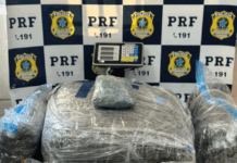 Perseguição na BR-101 termina com 40 quilos de skunk apreendidos em Palhoça