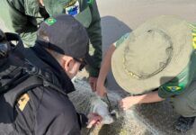 Polícia Federal e Ibama recolhem redes de pesca próximo aos portos de Itajaí e Itapoá, região norte de Santa Catarina