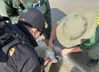 Polícia Federal e Ibama recolhem redes de pesca próximo aos portos de Itajaí e Itapoá, região norte de Santa Catarina