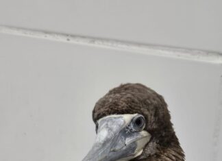 Ave marinha é resgatada na orla de Balneário Piçarras