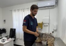 Agendamento aberto para mutirão de castração de cães e gatos em Navegantes