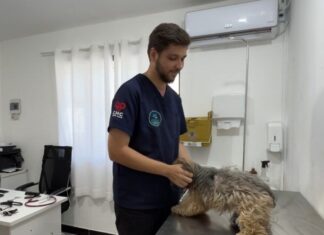 Agendamento aberto para mutirão de castração de cães e gatos em Navegantes