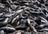 Governo amplia em 430 toneladas a cota da pesca da tainha por arrasto de praia em Santa Catarina