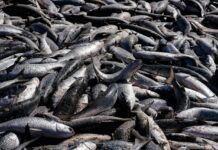 Governo amplia em 430 toneladas a cota da pesca da tainha por arrasto de praia em Santa Catarina
