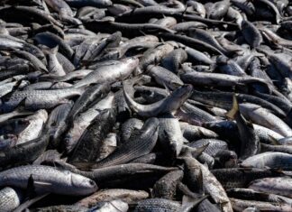 Mais de 13,7 tainhas são capturadas em lanço na Praia de Cima, em Palhoça