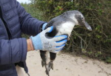 Instituto Ambiental orienta sobre a presença de pinguins nas praias de Navegantes