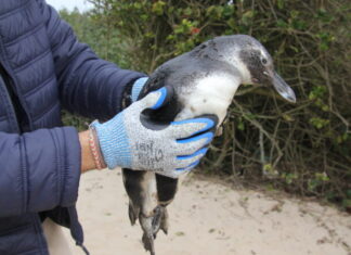 Instituto Ambiental orienta sobre a presença de pinguins nas praias de Navegantes