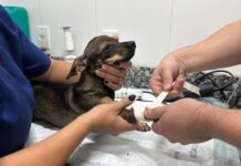 IMAP abre cadastro de protetores independentes de animais