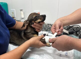 IMAP abre cadastro de protetores independentes de animais