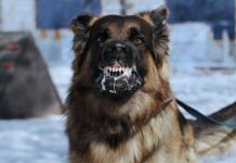 Caso de raiva animal é descartado em Barra Velha
