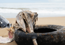 Marlim-azul é encontrado morto com pneu preso em bico na praia de Balneário Piçarras