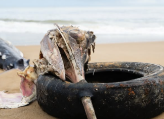 Marlim-azul é encontrado morto com pneu preso em bico na praia de Balneário Piçarras