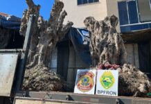 PF prende dois homens e apreende carga de oliveiras contrabandeadas
