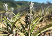 Safra de abacaxi no Brilhante II destaca força da fruticultura de Itajaí
