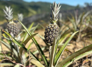 Safra de abacaxi no Brilhante II destaca força da fruticultura de Itajaí