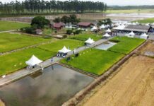 São João do Itaperiú sedia abertura oficial da colheita do arroz em Santa Catarina