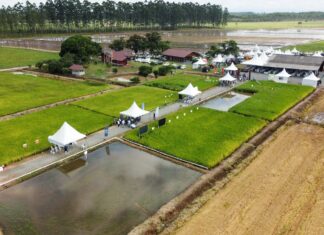 São João do Itaperiú sedia abertura oficial da colheita do arroz em Santa Catarina