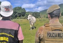 Polícia Militar dá início à Operação Quaresma contra a Farra do Boi
