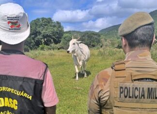 Polícia Militar dá início à Operação Quaresma contra a Farra do Boi