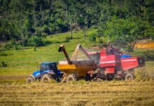 Produção de arroz impulsiona economia agrícola em Navegantes