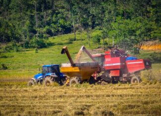 Produção de arroz impulsiona economia agrícola em Navegantes
