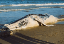 Baleia-jubarte encontrada morta em Barra Velha passa por necropsia