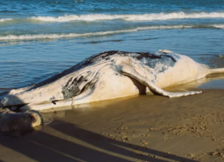 Baleia-jubarte encontrada morta em Barra Velha passa por necropsia