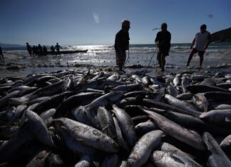 O que muda em Santa Catarina com a nova portaria que estabelece as regras da pesca da tainha para 2026