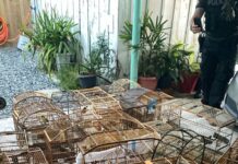 GAECO deflagra Operação Aruana contra rede de tráfico de animais em cinco estados