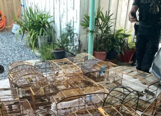 GAECO deflagra Operação Aruana contra rede de tráfico de animais em cinco estados
