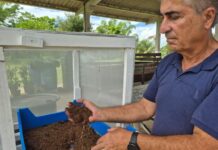 Projeto da Epagri em Itajaí busca identificar criadouros do maruim transmissor da febre Oropouche