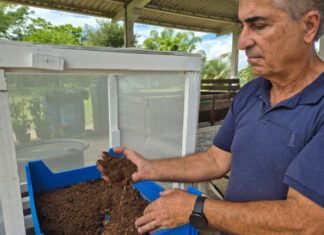 Projeto da Epagri em Itajaí busca identificar criadouros do maruim transmissor da febre Oropouche