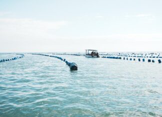 Cidasc proíbe retirada, comercialização e consumo de ostras e mariscos de Penha e Palhoça (Ponta do Papagaio)
