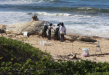 Baleia-jubarte de 13 metros é encontrada morta na Praia do Ervino, em São Francisco do Sul