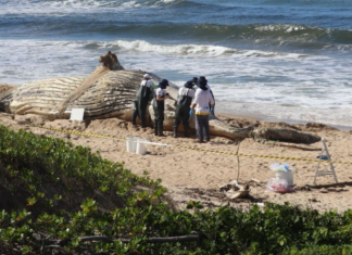 Baleia-jubarte de 13 metros é encontrada morta na Praia do Ervino, em São Francisco do Sul