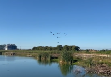 Marrecos resgatados pela PRF na BR-101 em Tubarão são devolvidos à natureza