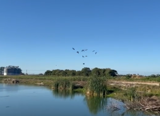 Marrecos resgatados pela PRF na BR-101 em Tubarão são devolvidos à natureza