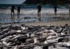 Pressão do setor artesanal resulta em ampliação da cota da tainha no litoral Norte