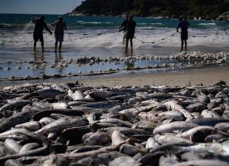 Pressão do setor artesanal resulta em ampliação da cota da tainha no litoral Norte