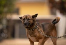 Penha reforça defesa animal com multas mais severas para maus-tratos