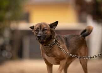 Penha reforça defesa animal com multas mais severas para maus-tratos