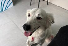 Casa Pet abre agendamentos para consultas veterinárias e prepara campanha de vacinação em Balneário Piçarras