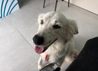 Casa Pet abre agendamentos para consultas veterinárias e prepara campanha de vacinação em Balneário Piçarras