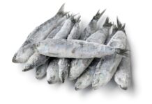 Anvisa proíbe consumo de lote de sardinha por presença de Salmonella