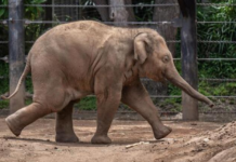 Elefanta mantida em parque temático de Penha será transferida para santuário em MT