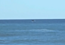 Baleia e pinguins dão show na Prainha e encantam moradores em São Francisco do Sul