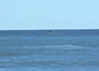 Baleia e pinguins dão show na Prainha e encantam moradores em São Francisco do Sul