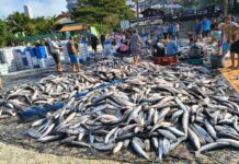 Senador Hermes Klann apresenta projeto para derrubar portaria que limita pesca da tainha e defende pescadores artesanais